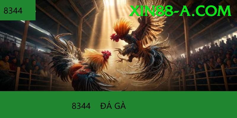 Đá Gà Trực Tiếp - xin88